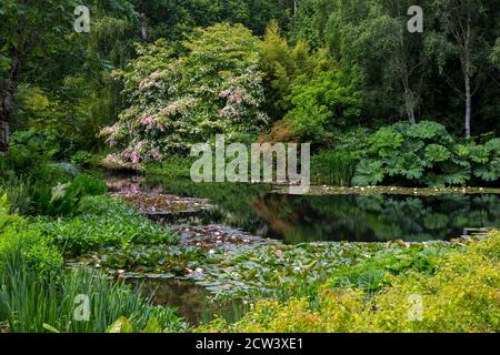 The magnificent Cornus kousa tree in blossom overhangs the ornamental lake containing water lilies at RHS Rosemoor, Devon, England, UK Stock Photo