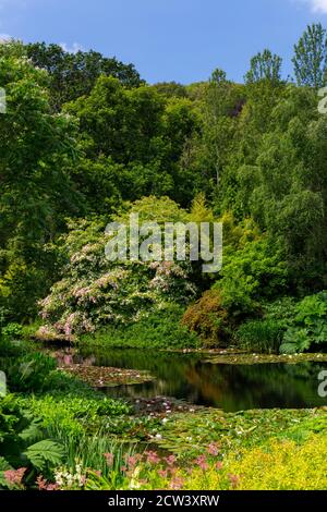 The magnificent Cornus kousa tree in blossom overhangs the ornamental lake containing water lilies at RHS Rosemoor, Devon, England, UK Stock Photo