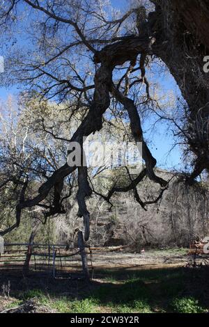 Colorful array of immense old-growth  trees in the Gila River Riparian Zone including cottonwood, birch and sycamore Stock Photo