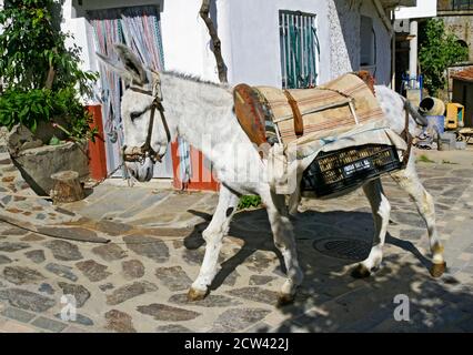 Burro en Casares de las Hurdes. Comarca de las Hurdes. Cáceres. Extremadura. España Stock Photo