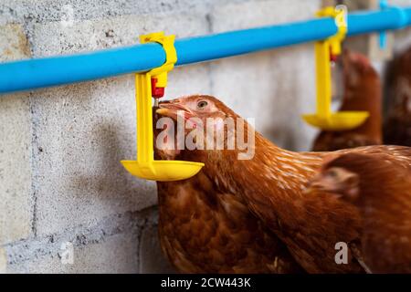 Hens, Chickens drinking water by nipple in Farm. Stock Photo