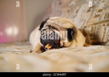 Funny pug chewing on a treat lying on the couch at home. Cute dog resting on the couch. Pug with dog dental stick Stock Photo