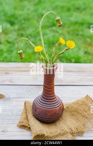 Freshly cut yellow coltsfoot flowers in clay vase on wooden table outdoors. Rustic style. Stock Photo