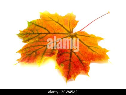 Maple leaf in autumn isolated on white background Stock Photo