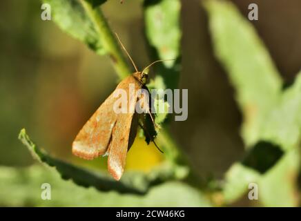 Macro photograph of a Corn earworm (Helicoverpa zea) standing on a leaf of a wild plant. Stock Photo