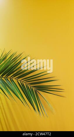 Yellow background with green palm leaf and copy space. Exotic natural backdrop with curved frond branch closeup Stock Photo