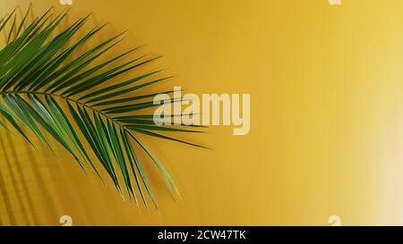 Flat lay with green palm leaf and copy space. Botanical date palm leaf texture on golden backdrop Stock Photo