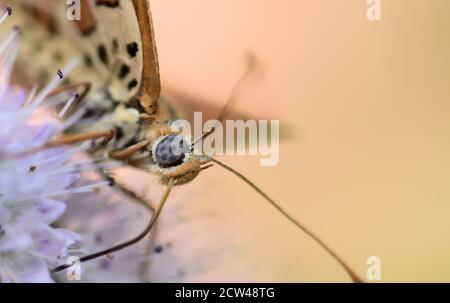 Close up of a Spotted fritillary or Red-band fritillary (Melitaea didyma) on wild mint flower. Stock Photo