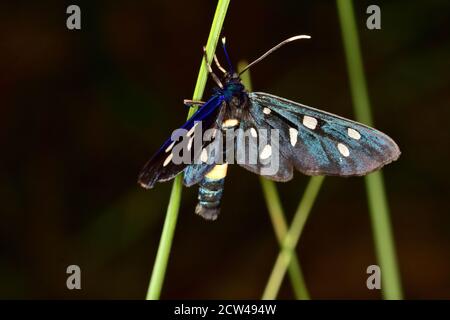 Isolated Nine-spotted moth or yellow belted burnet butterfly (Amata phegea, formerly Syntomis phegea) photographed with macro lens. Stock Photo