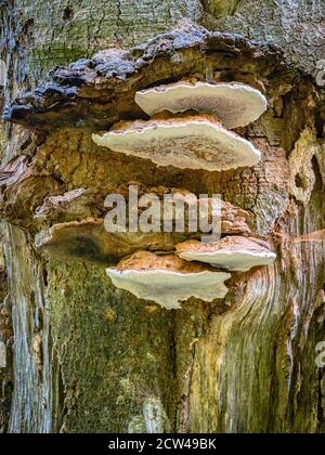 Artist's bracket fungus Ganoderma applanatum growing on dead beech trunk in the Mendip Hills of Somerset UK Stock Photo