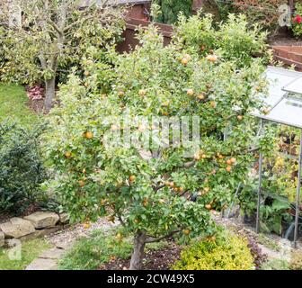 Egremont Russet apple tree (Malus domestica) fruiting in a suburban garden, England UK Stock Photo