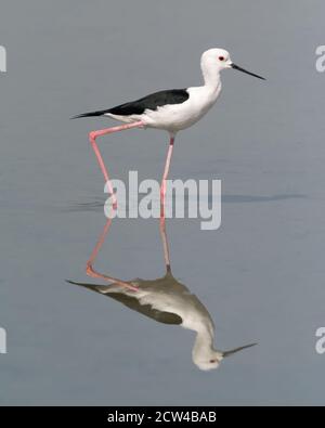Black-winged Stilt (Himantopus himantopus), and it's reflection seen in the calm shallow waters.