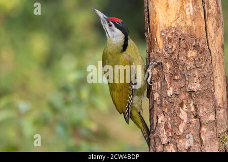 A beautiful male Grey-headed woodpecker (Picus canus), holding onto the side of a tree trunk in Sattal - Uttarakhand in India. Stock Photo