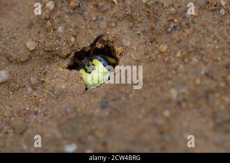 UK wildlife: likely to be the face of a Ornate Tailed Digger Wasp (Cerceris rybyensis) in a burrow