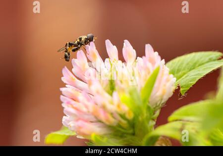 Hoverfly, Inesect, perched on a flower head in an English Meadow, Summer 2020 Stock Photo