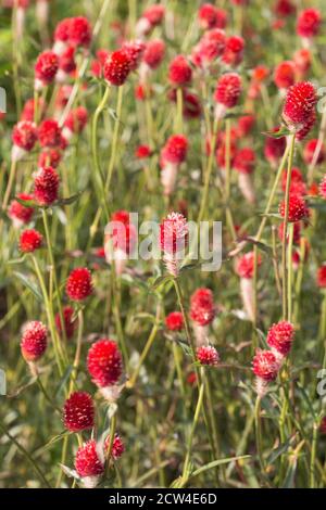 Gomphrena haageana 'Strawberry Fields'. Stock Photo