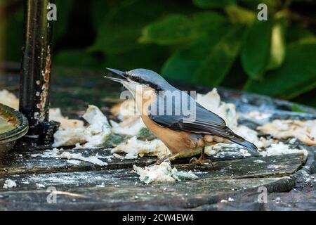 Nuthatch bird on feeder. Stock Photo