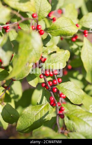 Ilex verticillata 'Red Sprite'. Stock Photo