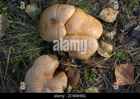Suillus bovinus, bovine bolete, mushrooms closeup selective focus Stock Photo