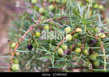 juniper unripe berries on twig closeup selective focus Stock Photo