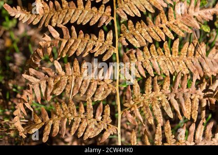 dried eagle fern on sunny day closeup selective focus Stock Photo