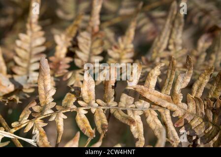 dried eagle fern on sunny day closeup selective focus Stock Photo