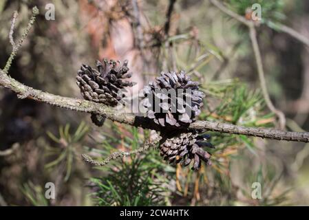 pine cones on twig on sunny day closeup selective focus Stock Photo
