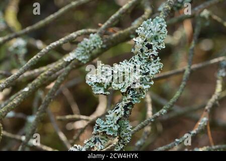 lichen Hypogymnia physodes on tree closeup selective focus Stock Photo