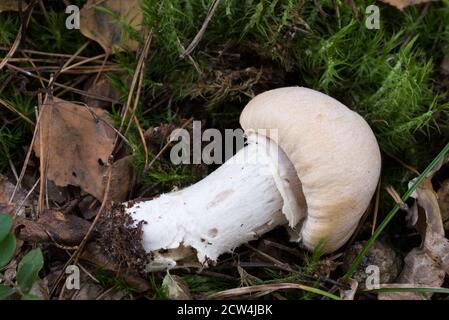 Cortinarius caperatus,  gypsy mushroom closeup Stock Photo