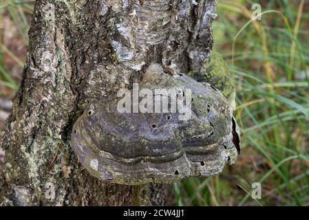 old Fomes fomentarius,   tinder fungus on birch trunk closeup selective focus Stock Photo