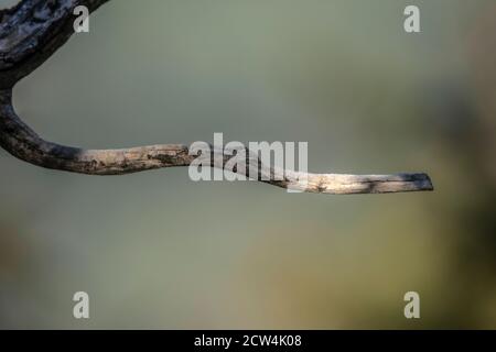 Snake Shaped Curved Dried Branch on atural Blurred Background Stock Photo