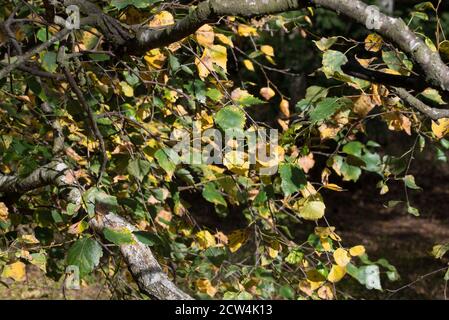 fallen birch tree with green and yellow leaves selective focus Stock Photo