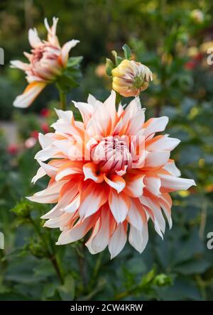 View of head and buds of dahlia 'Holland Festival' Stock Photo