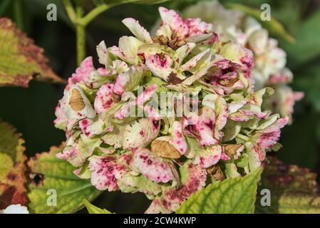 Faded white hydrangea flowers in the garden. Autumn flowers Stock Photo