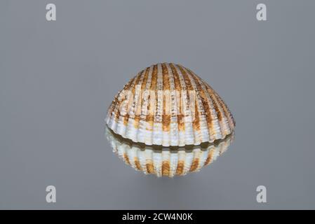 Levitating-like seashell. Isolated seashell on gray reflective background Stock Photo