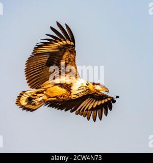 Yellow-billed kite in flight Stock Photo