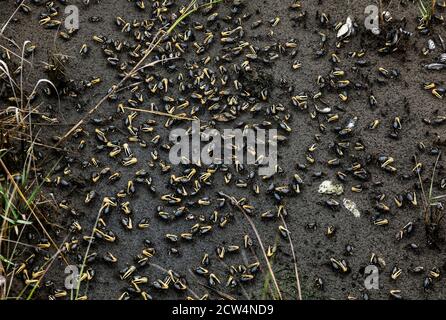 Large community of Fiddler crabs. Stock Photo