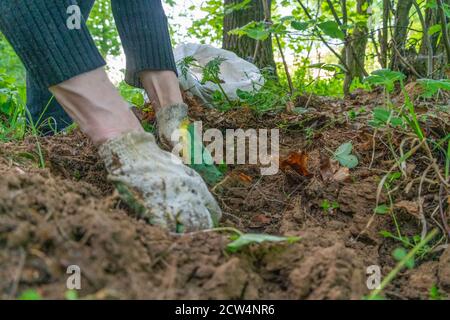 Farmer's hands planting lavender seedlings in the field Stock Photo