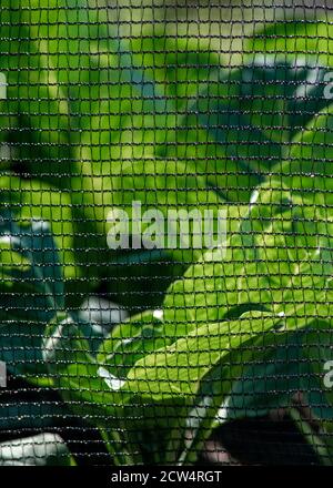 vertical images of mesh butterfly netting  to protected brassica from insects in the garden or allotment  focus on the subject with organic greens bac Stock Photo