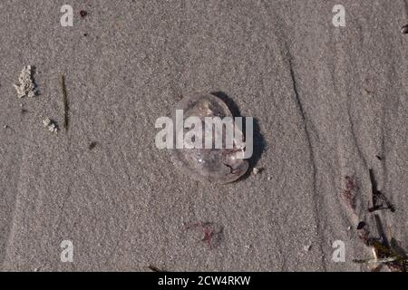 Aurelia aurita ( the common jellyfish, moon jellyfish, moon jelly or saucer jelly), Baltic coast, Germany