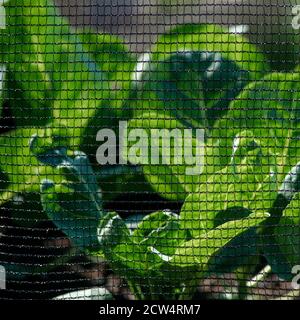 square  images of mesh butterfly netting  to protected brassica from insects in the garden or allotment  focus on the subject with organic greens back Stock Photo