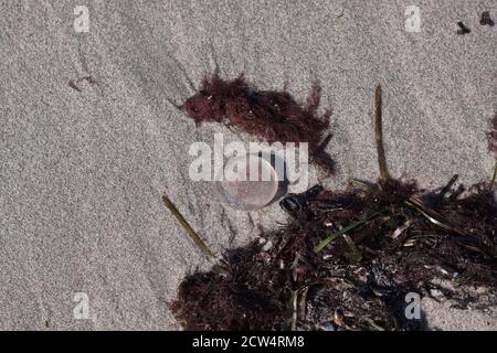 Aurelia aurita ( the common jellyfish, moon jellyfish, moon jelly or saucer jelly), Baltic coast, Germany Stock Photo