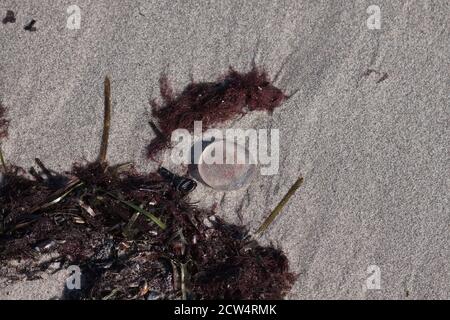 Aurelia aurita ( the common jellyfish, moon jellyfish, moon jelly or saucer jelly), Baltic coast, Germany Stock Photo