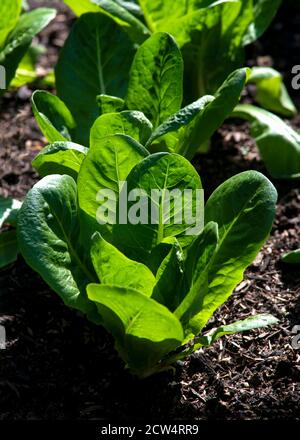 vertical image of young winter lettuce plants growing on compost in a garden or allotment. backlit by the morning sun Stock Photo