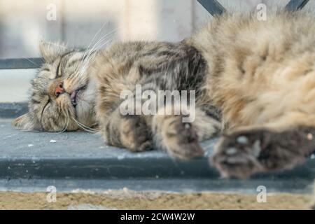 Fluffy cat sleeping on the windowsill of an old house with bars close up Stock Photo