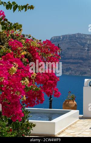 beautiful bougainvillea flower with awesome colors in Santorini Greek island with deep blue sea and sky. Caldera santorini view in the background Stock Photo