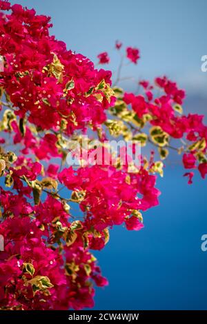 beautiful bougainvillea flower with awesome colors in Santorini Greek island with deep blue sea and sky Stock Photo