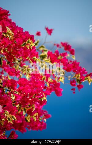 Beautiful bougainvillea flower with awesome colors in Santorini Greek island with deep blue sea and sky Stock Photo