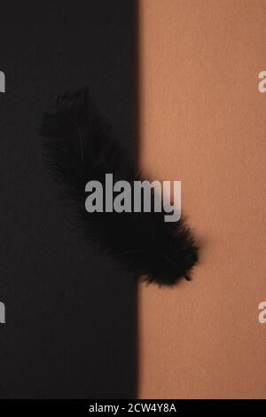 Skeleton and Black Feather Halloween Decor on a combined background Stock Photo