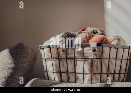 Close up of a basket of earth coloured skeins of yarn inside an apartment, sunlight from the window on it, selective focus. Stock Photo
